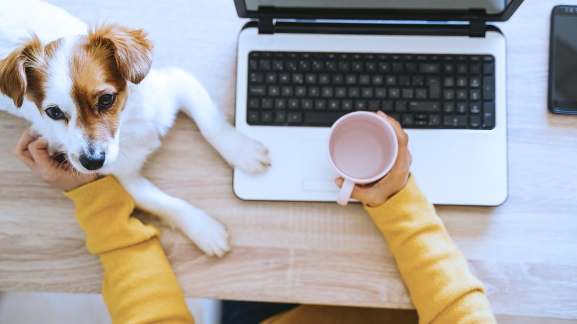young woman working on laptop at home, wearing protective mask, cute small dog besides. work from home, stay safe during coronavirus covid-2019 concpt