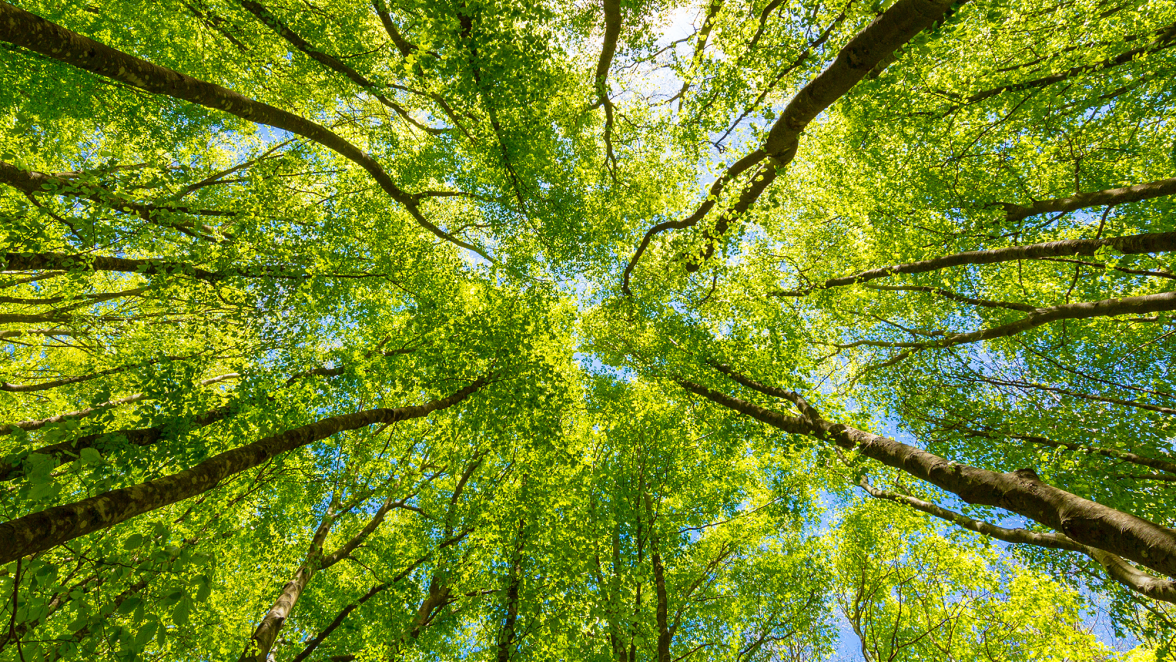ESG strategies are a major focus for investors—learn how financial advisors can develop an ESG strategy for clients. 