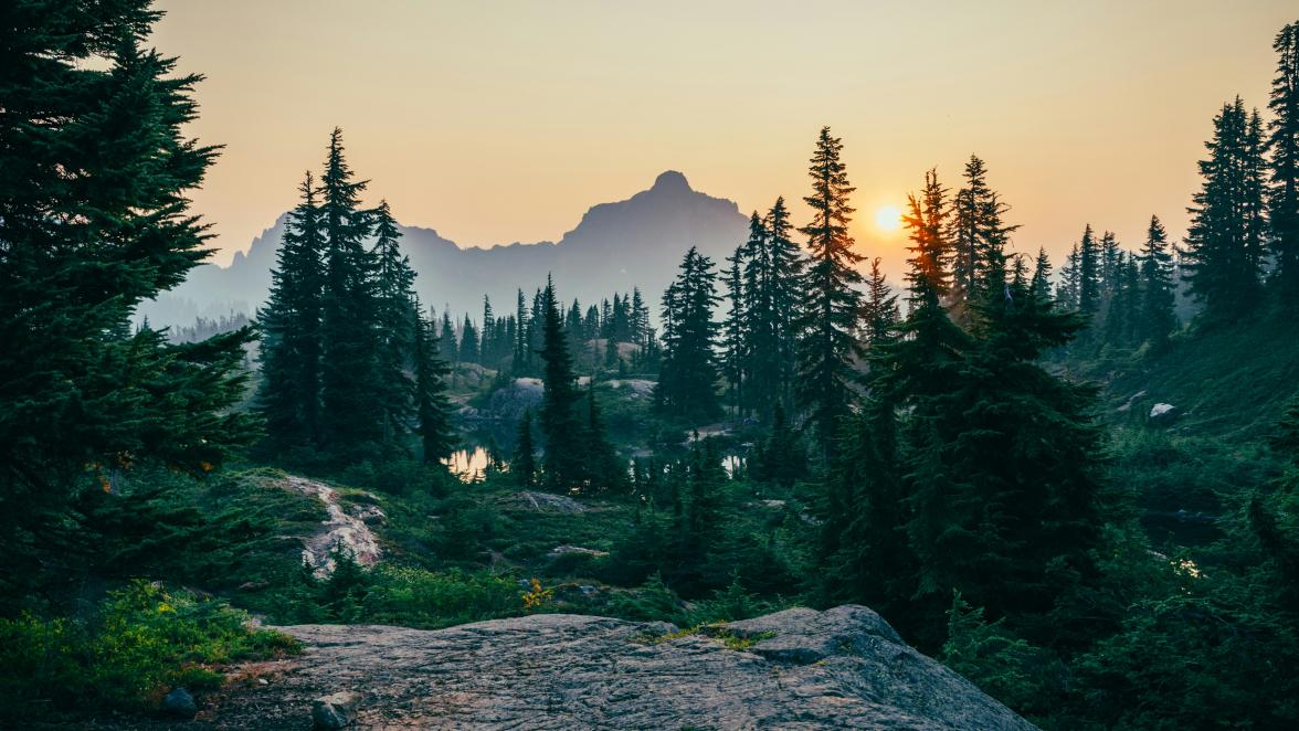 Weekly wire