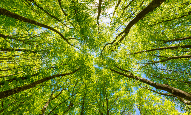 ESG strategies are a major focus for investors—learn how financial advisors can develop an ESG strategy for clients. 