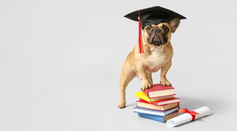 Cute dog in graduation hat, diploma and books on light background